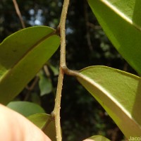 Embelia ribes Burm.f.